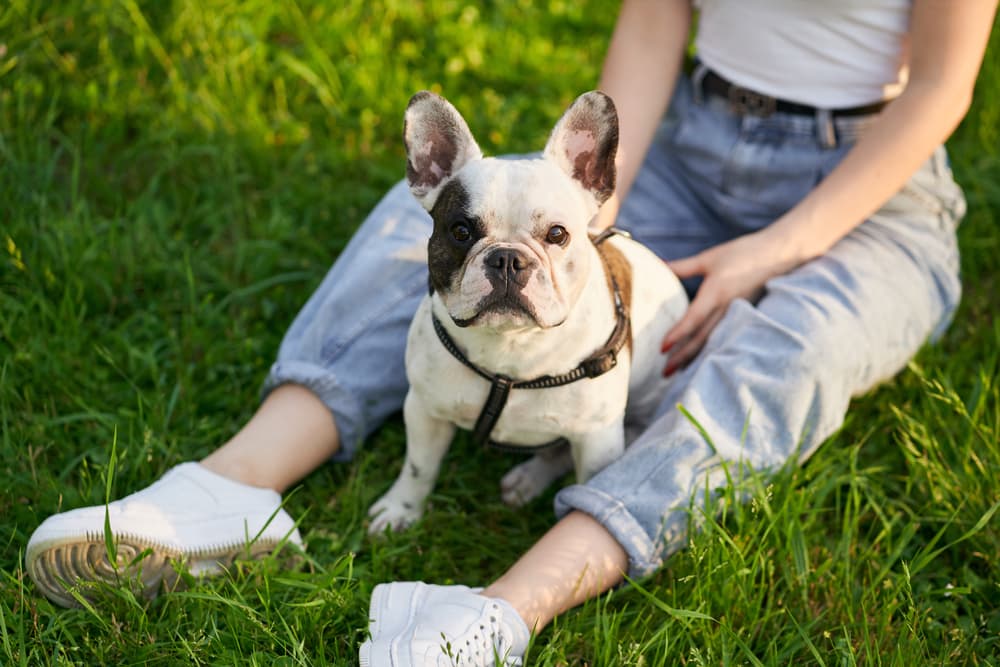 SANDRINE FRENCHIES PUPIES HOME